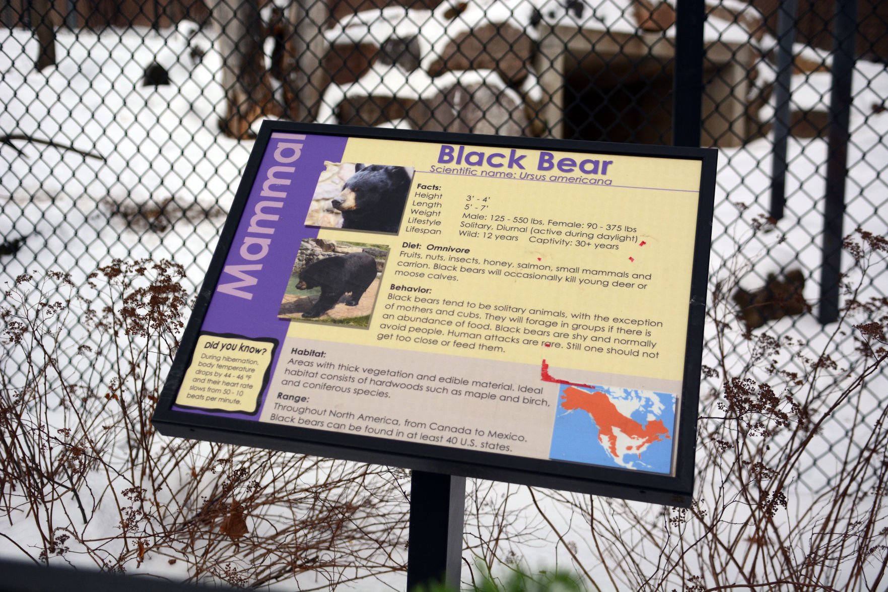 New bear at Ochsner Park Zoo
